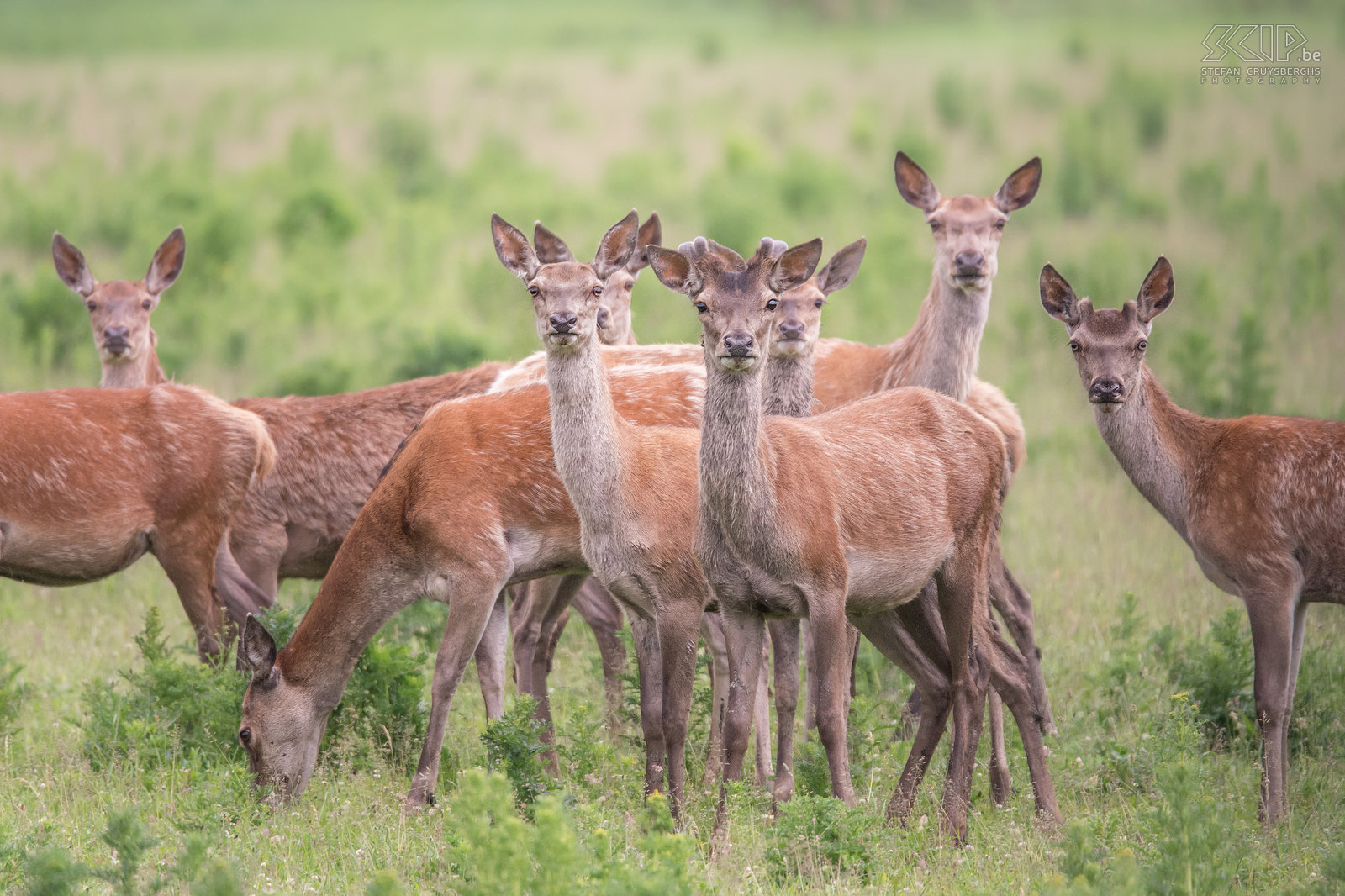 Oostvaardersplassen - Hindes Het nationale park Oostvaardersplassen in Flevoland heeft een populatie van ongeveer 3300 edelherten (Cervus elaphus). Het is het grootste soort van herten in Europa. De vrouwelijke herten worden hindes genoemd en ze leven in grote groepen op de vlaktes.<br />
 Stefan Cruysberghs